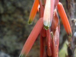 Aloe suprafoliata flowers